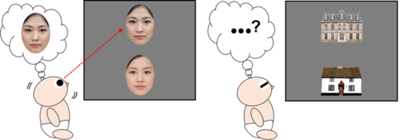 This drawing shows a baby looking at a face and a baby looking at a picture of a house