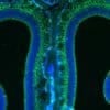 This shows olfactory neurons in a mouse nasal cavity