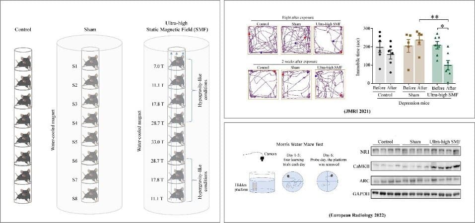 This shows a diagram from the study