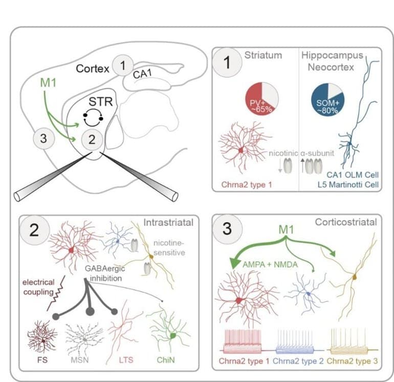 This shows diagrams from the study