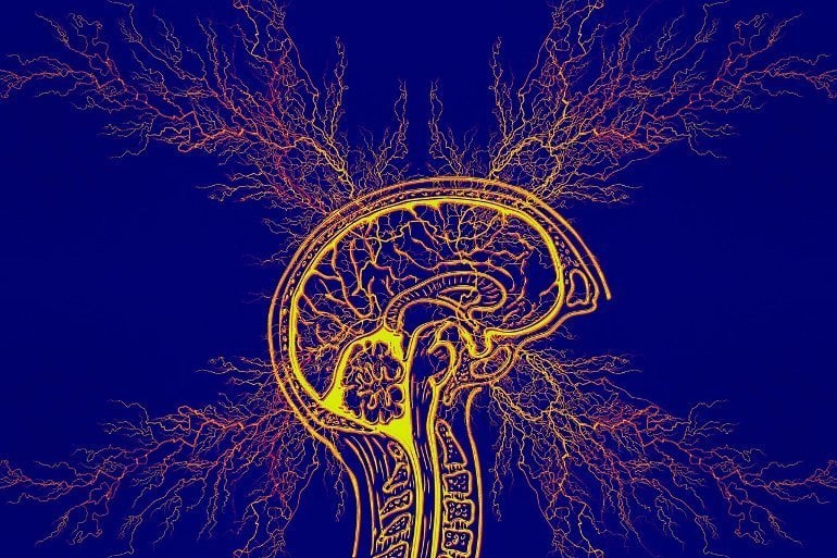 Newly Discovered Anatomy Shields and Monitors Brain