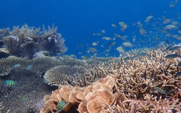 This shows fish swimming around the coral reef