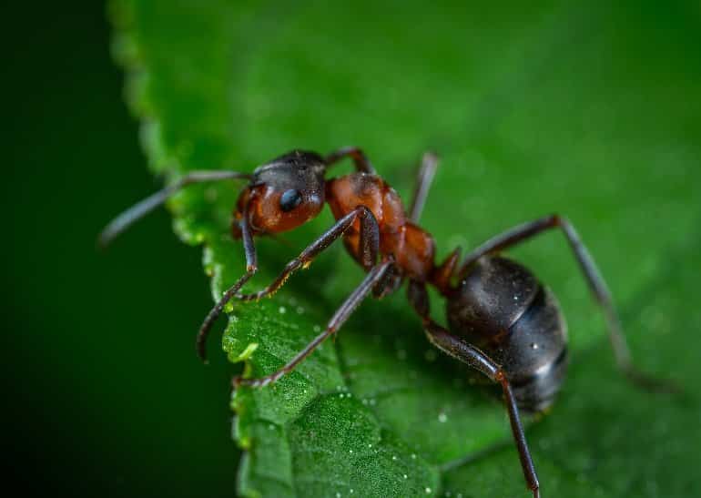 This shows an ant on a leaf