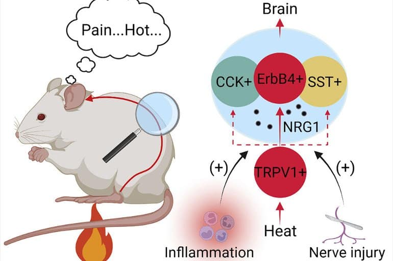 This shows a diagram from the study