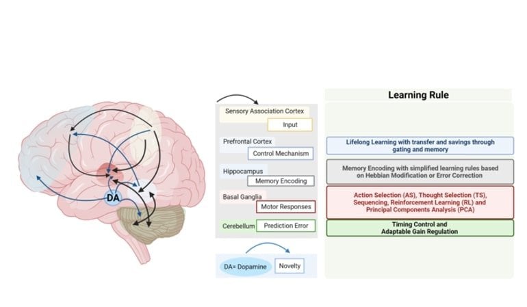 This shows a diagram of the brain