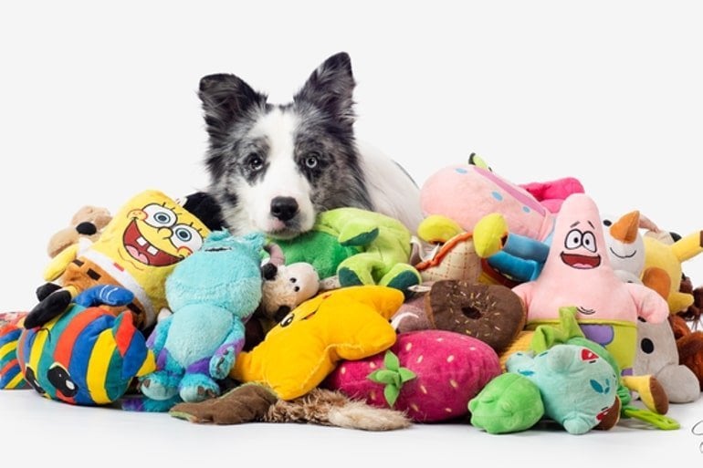 This shows a dog with a lot of snuggly toys