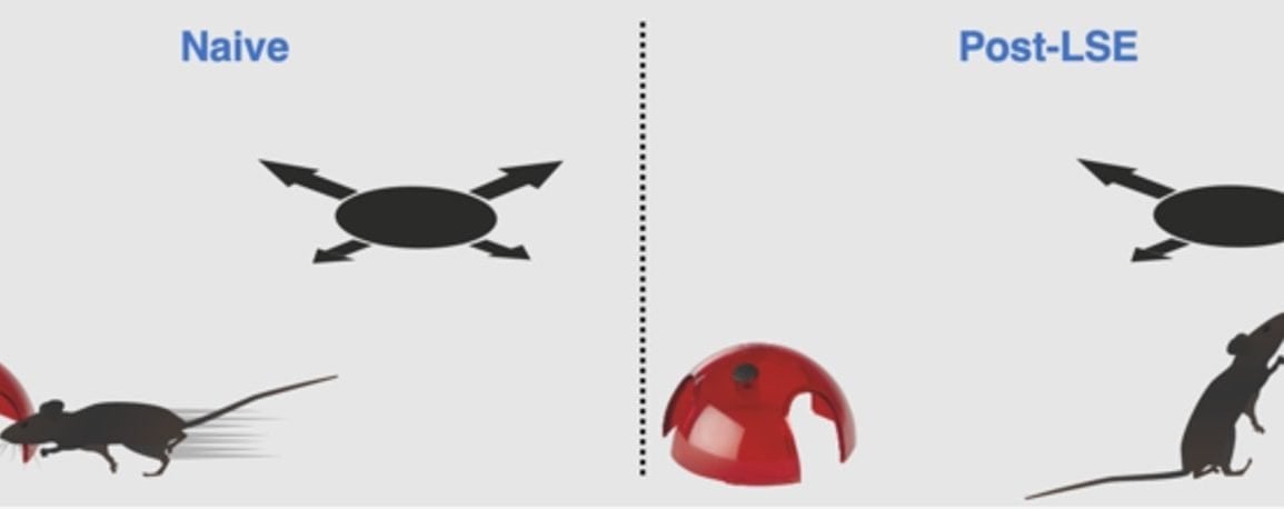 The Flexibility of Innate Behavior