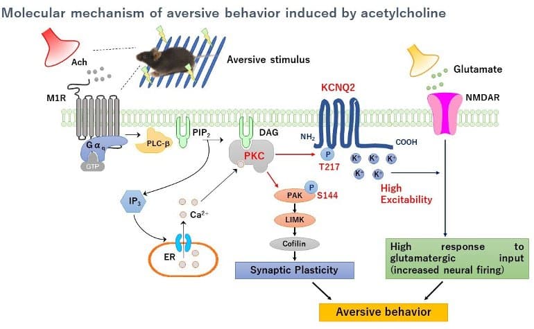 This shows a diagram from the study