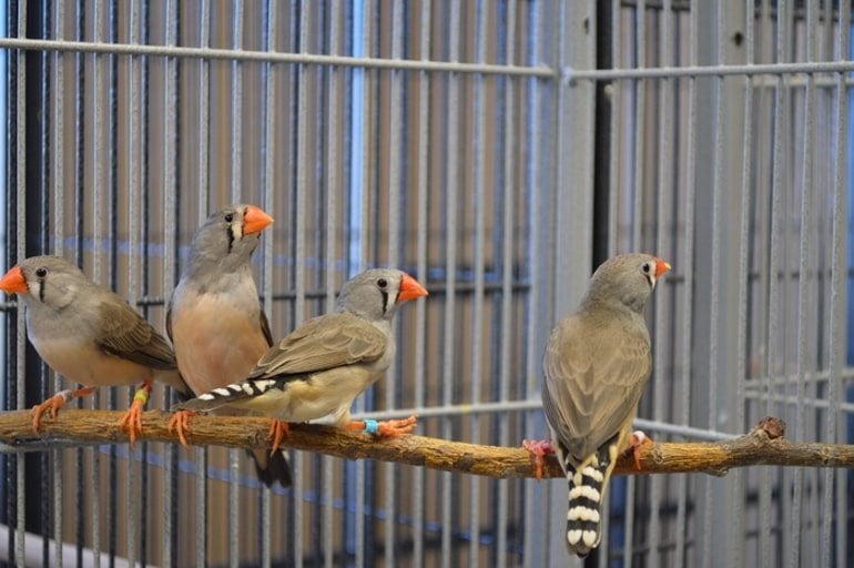 This shows 5 zebra finches in a cage