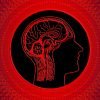 This shows a brain