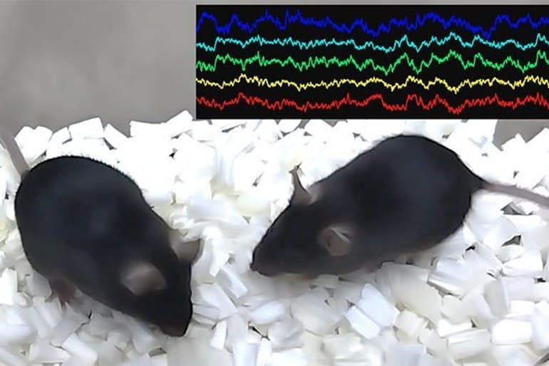 This shows two mice and brain waves