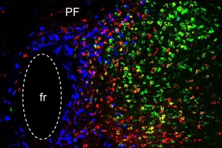 This shows neurons in the thalamus