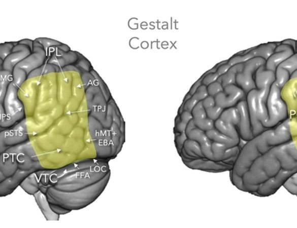 This shows the location of the gestalt cortex in the human brain