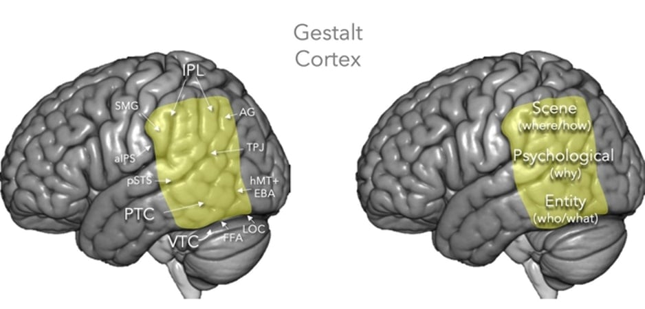 This indicates the location of the Gestalt cortex in the human brain