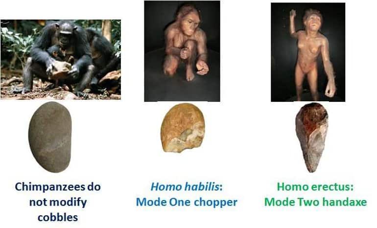 This shows images of different stages of hominid evolution and tools