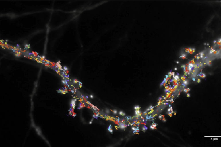 This shows glutamate on a hippocampal neuron