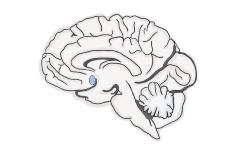 This shows the nucleus accumbense in the brain