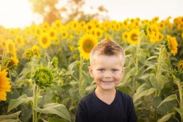 This shows a little boy in a sunflower field