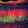 This shows neurons in the auditory cortex that project to the thalamus