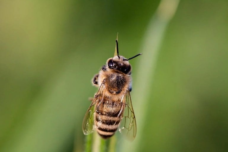 This shows a bee