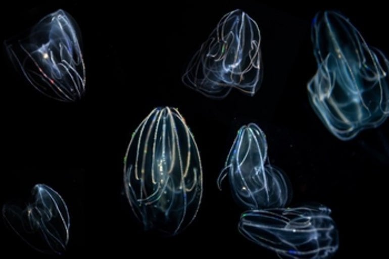 NEURO Into the Brain of Comb Jellies Scientists Explore the Evolution