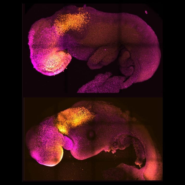 This shows a natural and a synthetic embryo