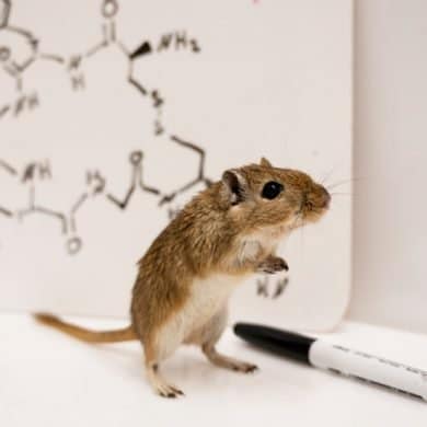 This shows a gerbil and the chemical structure of testosterone