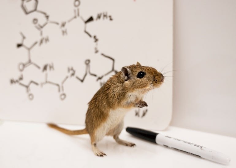 This shows a gerbil and the chemical structure of testosterone