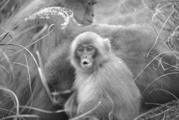 This shows a young macaque