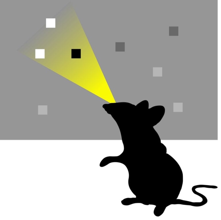 This is a drawing of a mouse