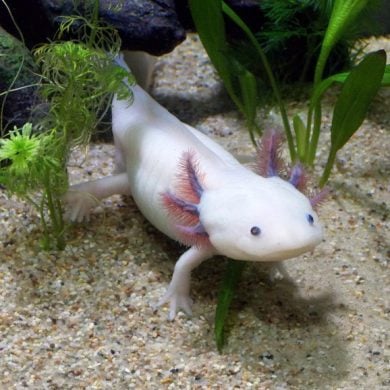 This shows an axolotl.
