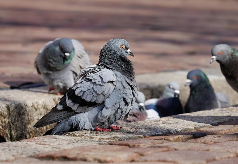 Las neuronas de las aves usan tres veces menos glucosa que las neuronas de los mamíferos