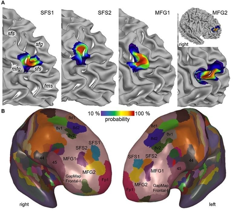 This shows the new brain maps