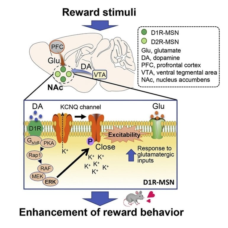 This shows a diagram from the study