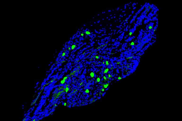 This shows vagal neurons