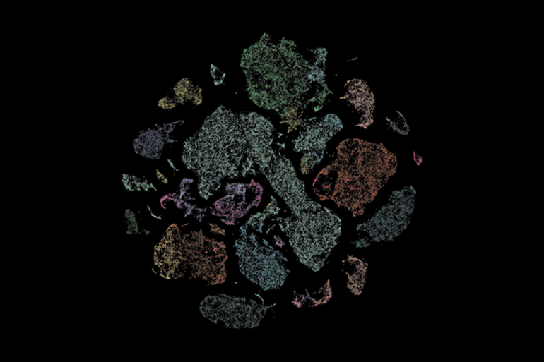 This shows cells in the primary motor cortex