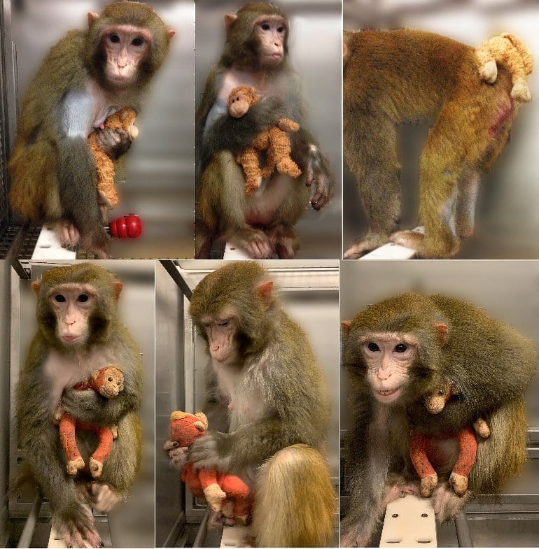 This shows a female macaque and a toy of a baby monkey