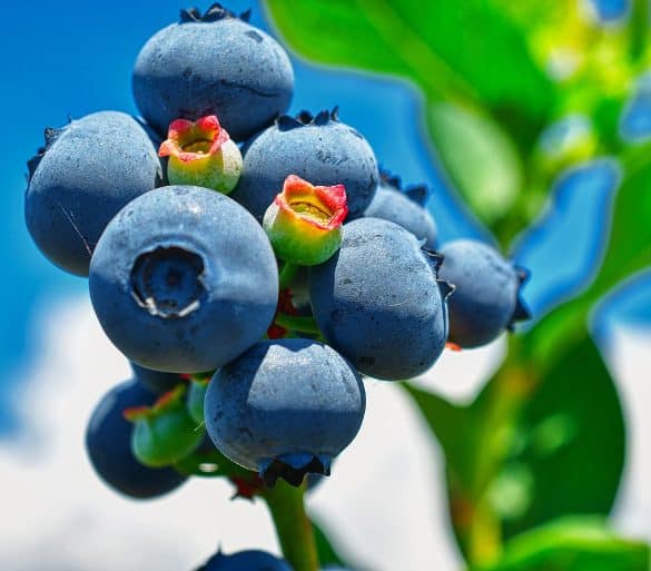 This shows blueberries on a bush