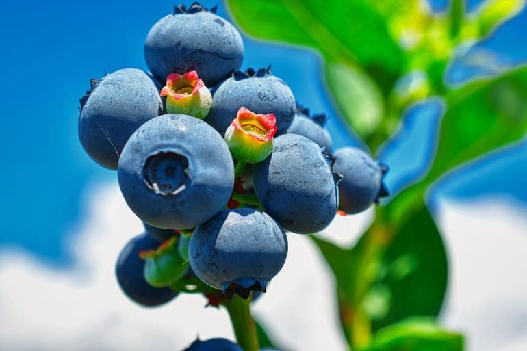 This shows blueberries on a bush