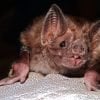 This depicts a vampire bat