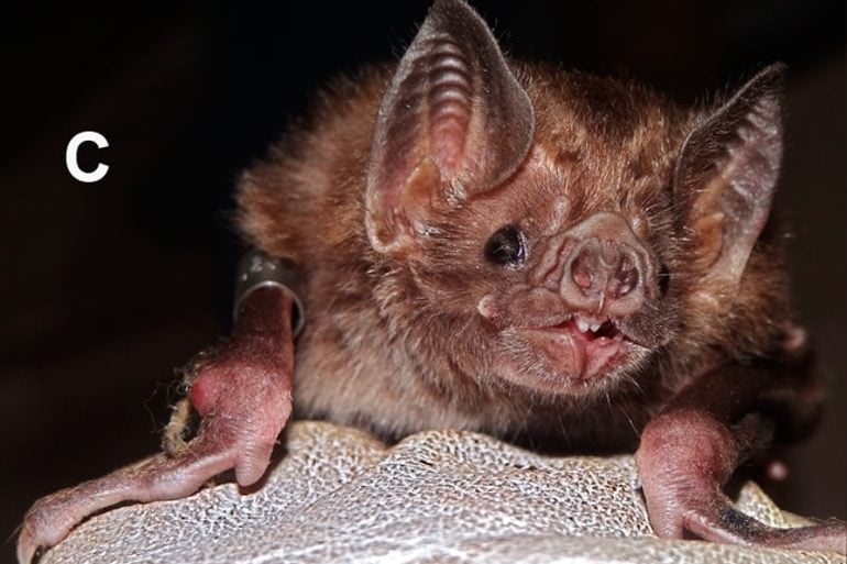 This shows a vampire bat
