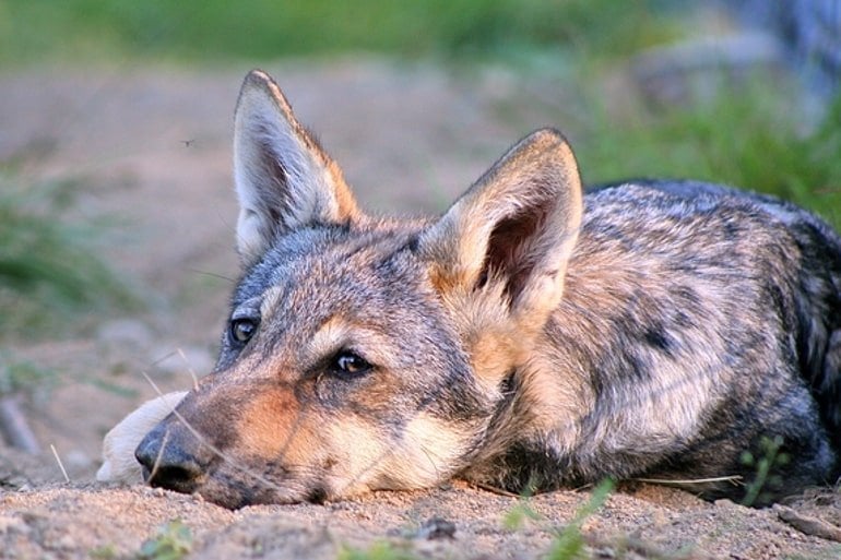 are dogs smarter than wolves