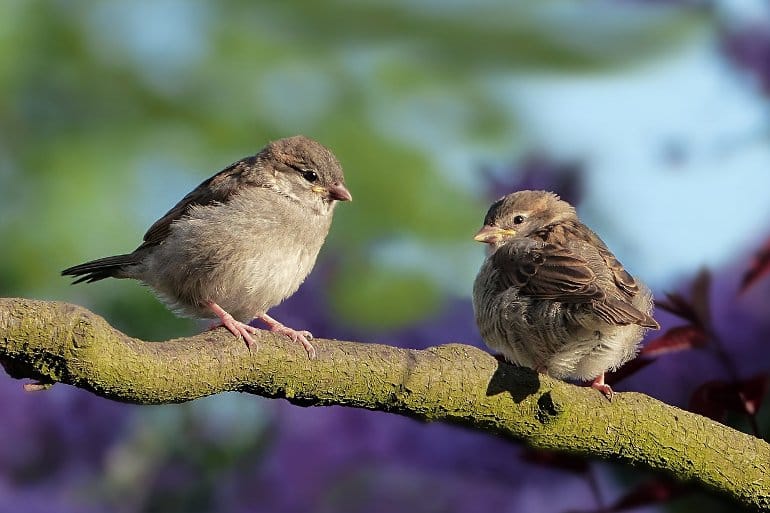 This shows birds sitting on a branch