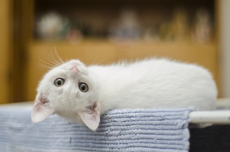 This shows a white kitten