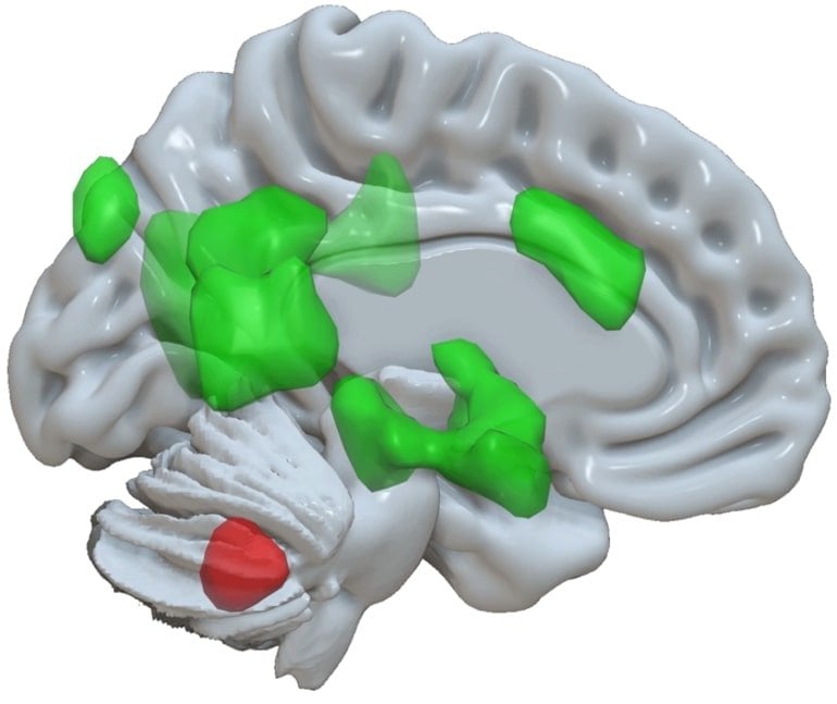 Nieuwe functie van het cerebellum