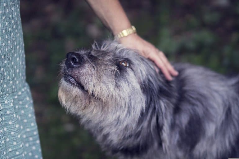 A Glimpse Into the Dog's Mind: A New Study Reveals How Dogs Think of Their  Toys - Neuroscience News