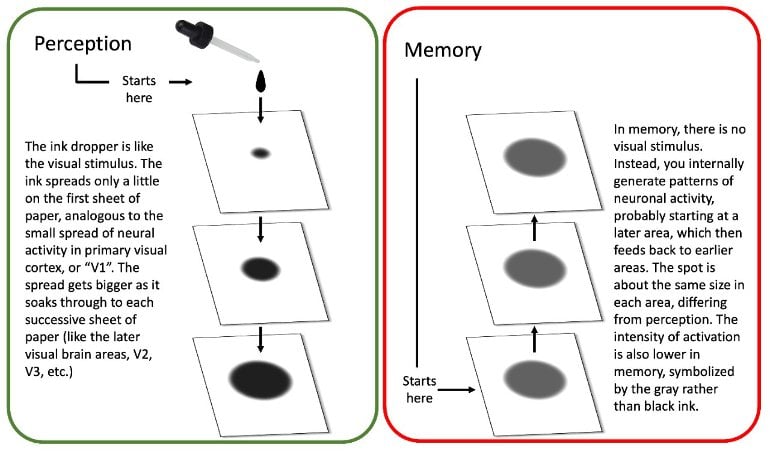 how-the-brain-separates-perception-from-memory-neuroscience-news