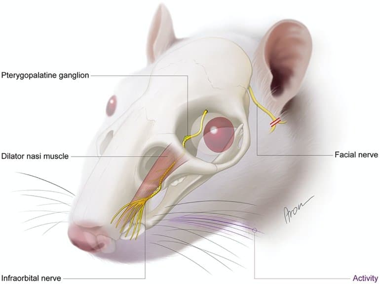 This shows a diagram of the rat skull