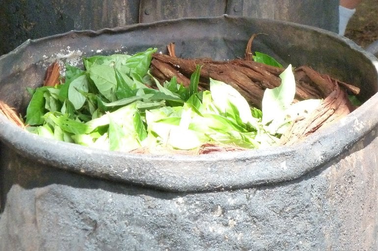 This shows a pot of ayahuasca leaves