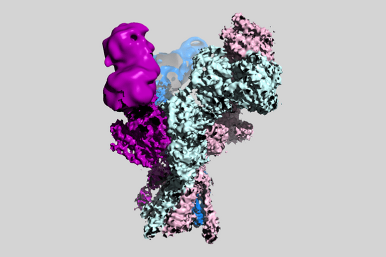 This shows a rendering of an NMDA receptor